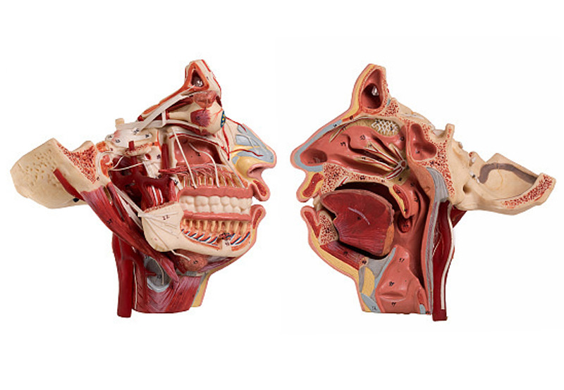 Cross-section-of-the-human-face